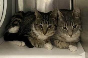 Domestic Short Hair Cats Available for Adoption - Sophia - Bonded With Sally | PetCurious