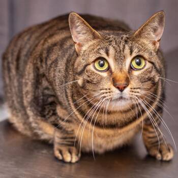 Domestic Short Hair Cats Available for Adoption - Phoebe | PetCurious