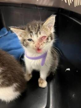 Marble -  Domestic Short Hair Cat for Adoption in Gastonia, North Carolina - Marble | PetCurious