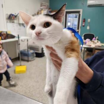 Domestic Short Hair Cats Available for Adoption - Dorrie Evenstar | PetCurious