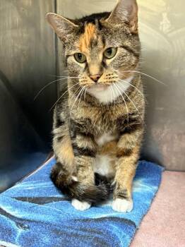 Glory -  Domestic Short Hair Cat for Adoption in Syracuse, Indiana - Glory | PetCurious