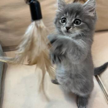 Betty (Spooder) -  Domestic Medium Hair Cat for Adoption in Chapel Hill, North Carolina - Betty (Spooder) | PetCurious
