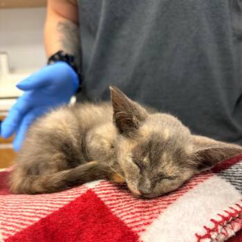 Tiana -  Domestic Short Hair Cat for Adoption in West Palm Beach, Florida - Tiana | PetCurious