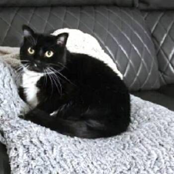 Oreo and Milo -  Domestic Short Hair Cat Available for Adoption in Millcreek, Utah - Oreo And Milo | PetCurious