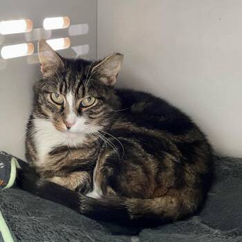 Sadie Boots Miller -  Domestic Short Hair Cat for Adoption in Woodstock, Virginia - Sadie Boots Miller | PetCurious