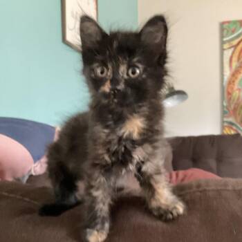 Lamy--In Foster -  Domestic Short Hair Cat for Adoption in Fargo, North Dakota - Lamy--In Foster | PetCurious