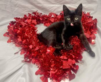 Domestic Short Hair Cats Available for Adoption -  Curly - Playful And Affectionate Kitten | PetCurious