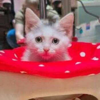 Claytor -  Domestic Short Hair Cat for Adoption in Lynchburg, Virginia - Claytor | PetCurious