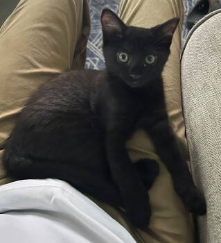 Rescue Domestic Medium Hair Cats for Adoption in Frisco, Texas - Midnight T. | PetCurious