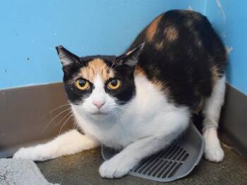REIKO -  Domestic Short Hair Cat for Adoption in Sacramento, California - REIKO | PetCurious