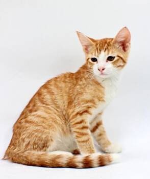 Pumpkin -  Domestic Short Hair Cat for Adoption in Morton Grove, Illinois - Pumpkin | PetCurious