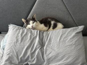 American Shorthair Cats Available for Adoption - Trinity | PetCurious