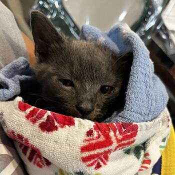 Serafina-C -  Domestic Short Hair Cat for Adoption in East St. Louis, Illinois - Serafina-C | PetCurious