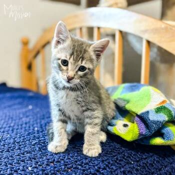 Domestic Short Hair Cats Available for Adoption in Spokane, Washington - Jerry | PetCurious