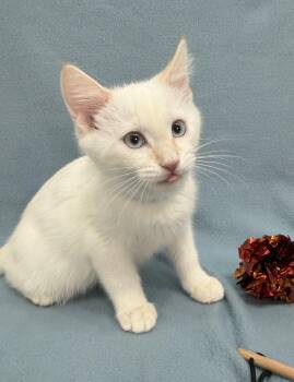 Siamese Cats Available for Adoption in Minneapolis, Minnesota - Reagan | PetCurious