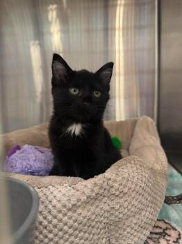 Marinara G. -  Domestic Short Hair Cat for Adoption in West Peoria, Illinois - Marinara G. | PetCurious