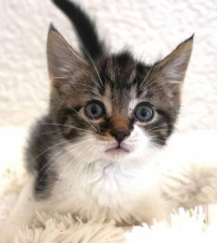 Ted -  Domestic Short Hair Cat for Adoption in Thief River Falls, Minnesota - Ted | PetCurious