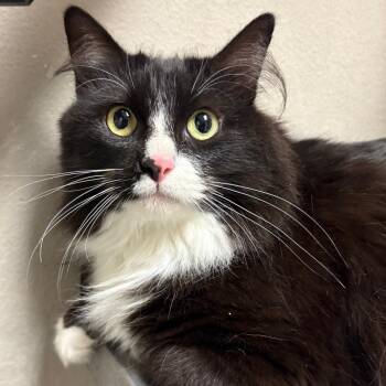Ponk -  Domestic Long Hair Cat for Adoption in Yuma, Arizona - Ponk | PetCurious