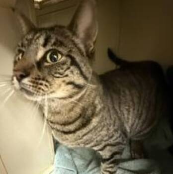 Simon -  Domestic Short Hair Cat for Adoption in New Castle, Indiana - Simon | PetCurious