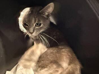 Domestic Medium Hair Cats Available for Adoption in Charlotte, North Carolina - BAM BAM | PetCurious
