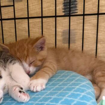 Bumpkin -  Domestic Short Hair Cat for Adoption in Bismarck, North Dakota - Bumpkin | PetCurious
