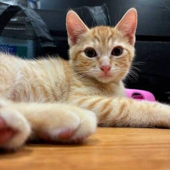 Ziti -  Tabby and Domestic Short Hair Cat for Adoption in Sacramento, California - Ziti | PetCurious