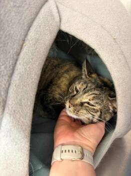Emily -  Domestic Short Hair and Torbie Cat for Adoption in St. George, Utah - Emily | PetCurious