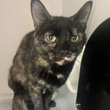 Morticia -  Domestic Short Hair Cat for Adoption in Phoenixville, Pennsylvania - Morticia | PetCurious