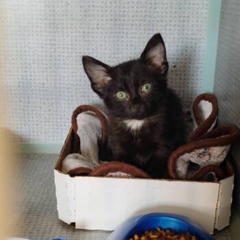 Spock -  Domestic Short Hair Cat for Adoption in Russellville, Kentucky - Spock | PetCurious