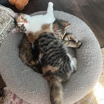 Florie 55306 -  Domestic Short Hair Cat for Adoption in Eaton Rapids, Michigan - Florie 55306 | PetCurious