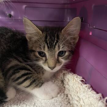 Tubs -  Domestic Short Hair Cat Available for Adoption in Lenoir City, Tennessee - Tubs | PetCurious