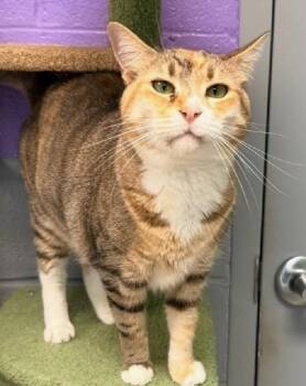 CHARLOTTE ANN -  Torbie Cat for Adoption in Pegram, Tennessee - CHARLOTTE ANN | PetCurious