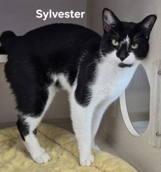 Domestic Short Hair Cats Available for Adoption - Sylvester | PetCurious