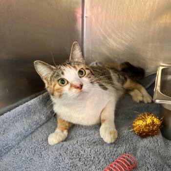 Domestic Short Hair Cats Available for Adoption in Myerstown, Pennsylvania - Tilly | PetCurious