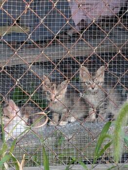 Rescue Domestic Short Hair Cats for Adoption in Auburn, Indiana - Distemper | PetCurious