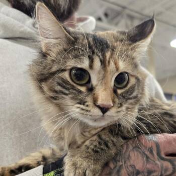 Trinity -  Domestic Long Hair Cat for Adoption in Sioux Falls, South Dakota - Trinity | PetCurious