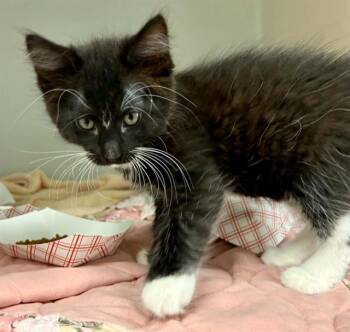 DANDELION -  Domestic Short Hair Cat for Adoption in Salinas, California - DANDELION | PetCurious