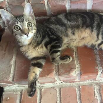 Ken Cosgrove -  Domestic Short Hair Cat for Adoption in Houston, Texas - Ken Cosgrove | PetCurious