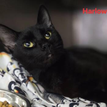 Rescue Domestic Short Hair Cats for Adoption in Martinsburg, West Virginia - Harlow | PetCurious