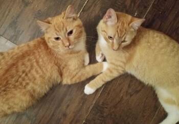 Tabby Cats Available for Adoption - Charles & Lola | PetCurious