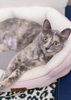 Elizabeth Taylor -  Domestic Short Hair Cat for Adoption in Boise, Idaho - Elizabeth Taylor | PetCurious