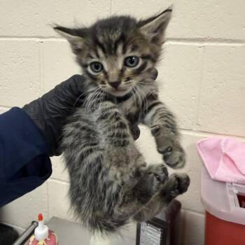 Hornet -  Domestic Short Hair Cat for Adoption in Reno, Nevada - Hornet | PetCurious