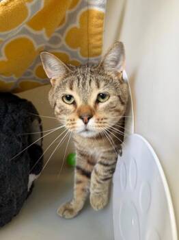 Alejandro -  Domestic Short Hair Cat Available for Adoption in Menomonie, Wisconsin - Alejandro | PetCurious
