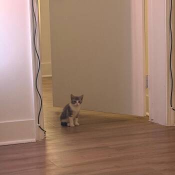 Chloe -  Domestic Short Hair Cat for Adoption in West Palm Beach, Florida - Chloe | PetCurious