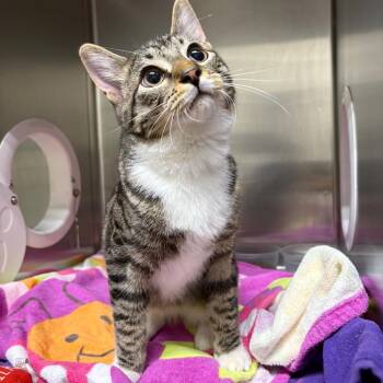 Augie -  Domestic Short Hair Cat for Adoption in Milton, Florida - Augie | PetCurious