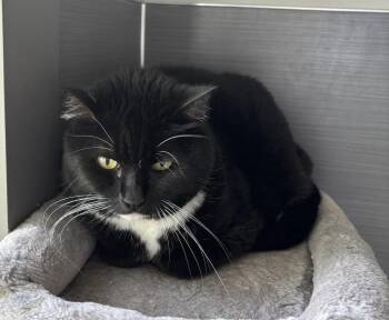 Lillian -  Domestic Short Hair Cat for Adoption in Raymond, Washington - Lillian | PetCurious