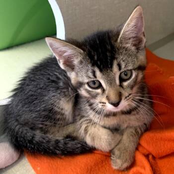 Domestic Short Hair Cats Available for Adoption in Monroe, Michigan - Toby | PetCurious