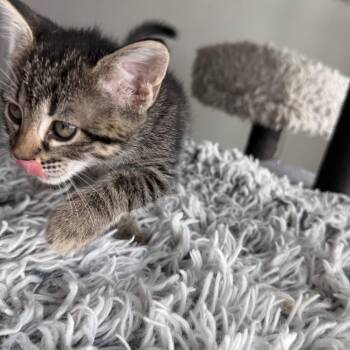 Octave -  Domestic Short Hair Cat for Adoption in Pinellas Park, Florida - Octave | PetCurious