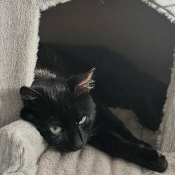 Pit Stop -  Domestic Medium Hair Cat for Adoption in New York, New York - Pit Stop | PetCurious