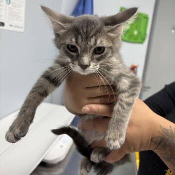 Solid -  Domestic Short Hair Cat for Adoption in Indianapolis, Indiana - Solid | PetCurious